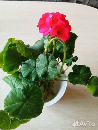 Пеларгония