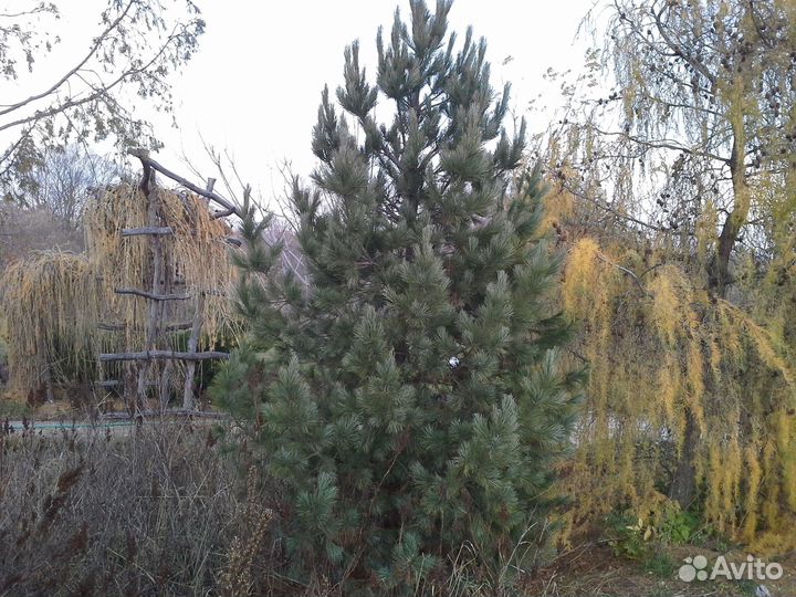 Деревья и кустарники крупномеры