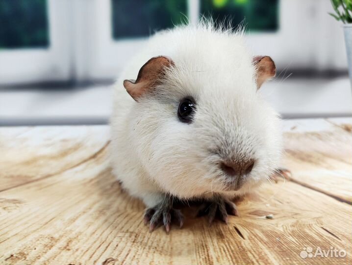 Морские свинки Разных пород