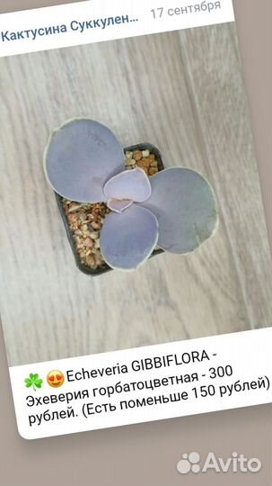 Суккуленты / малышня