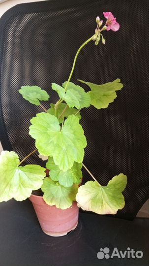 Герань пеларгония