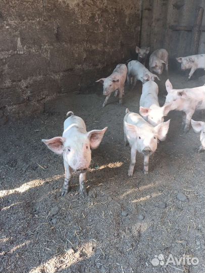 Поросята мясной породы от 2000 до 2500