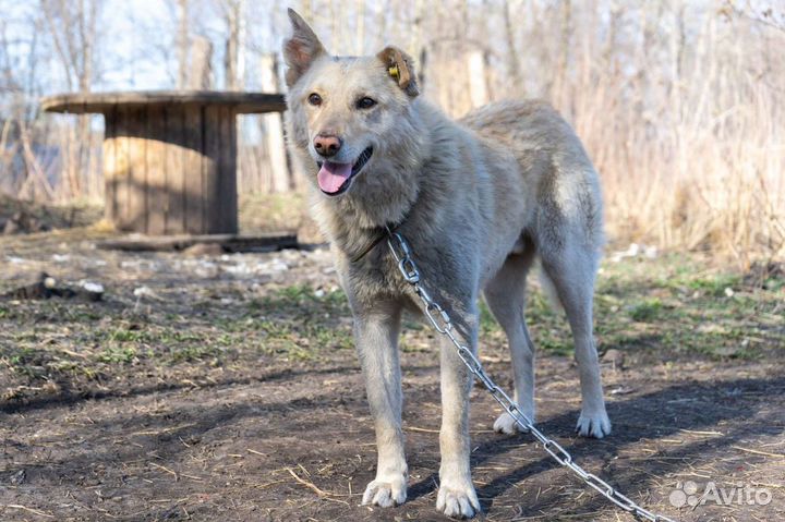 Собака в добрые руки