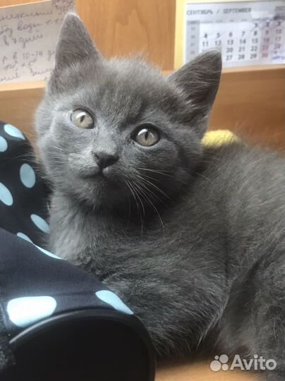 Котенок Британец