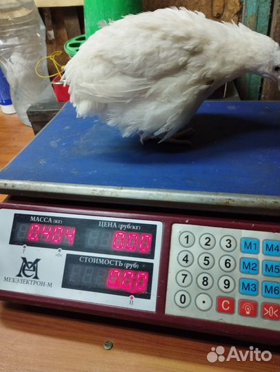 Перепела продажа