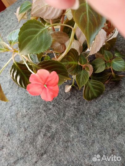 Бальзамин, или ванька мокрый