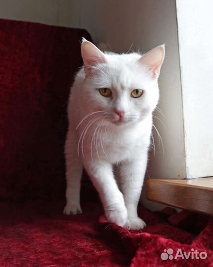 Кот Добрыня в добрый дом
