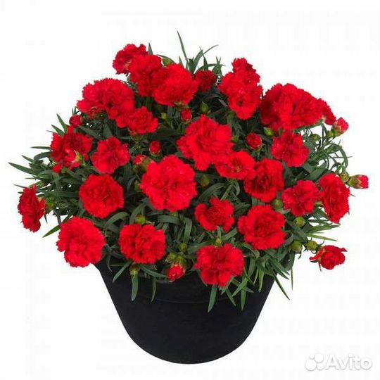 Гвоздика ампельная