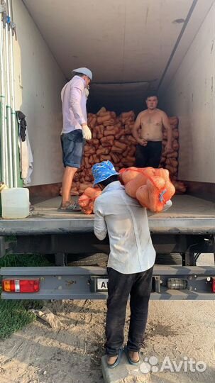 Тыква матильда и батернат