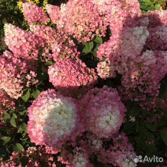 Гортензия Петит Стар Petite Star