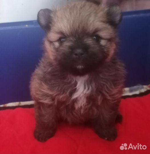 Померанский шпиц мини