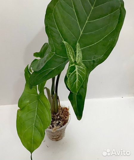 Сингониумы сортовые 2