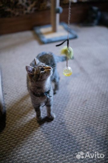 Кошка в добрые руки
