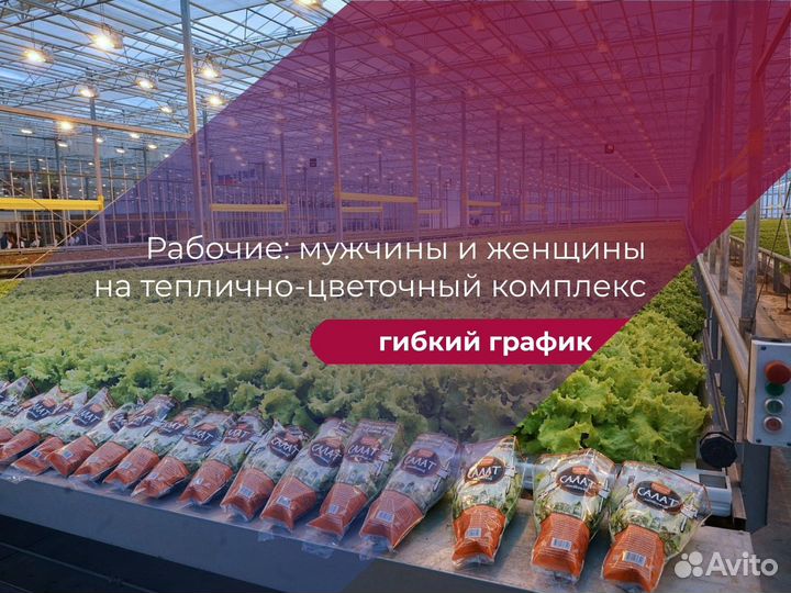 Рабочие В Тепличный Комплекс З/П Ежедневно