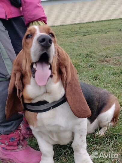 Бассет хаунд