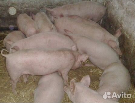 Племенные поросятки на откорм