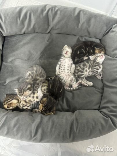 Бенгальские котята