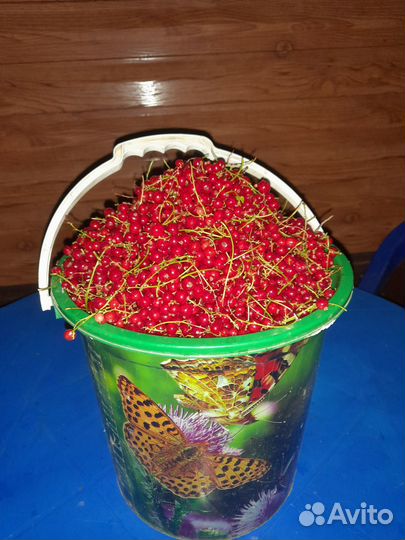 Продам смородину