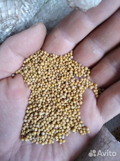 Горчица. семена