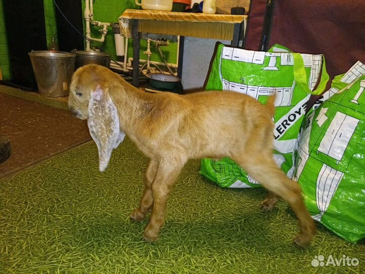 Козлёнок камори 