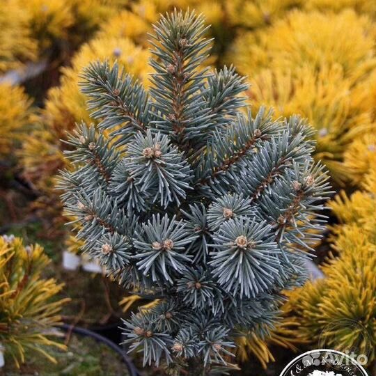 Ель колючая Retroflexa