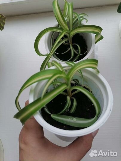 Хлорофитум хохлатый