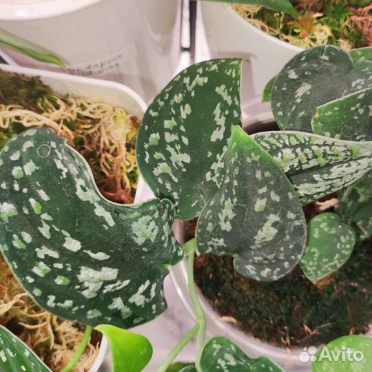 Сциндапсус триколор, Сильвер леди, пиктус