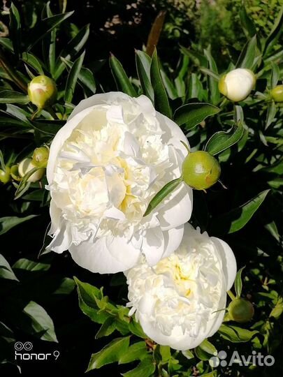 Цветы многолетние, гортензии