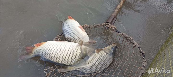 Карп оптом