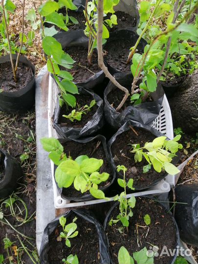 Саженцы сливы