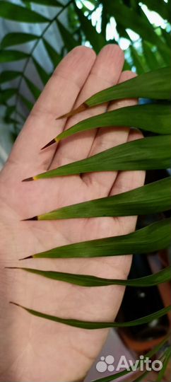 Пальма хамедорея