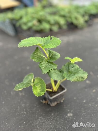 Саженцы клубники купчиха