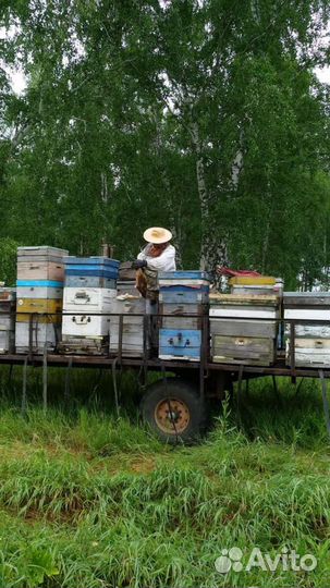 Улей 12-рамочный, Магазин 230