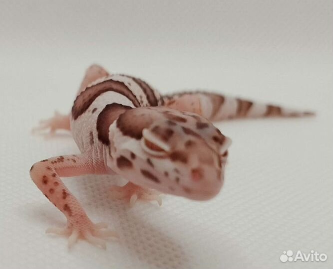 Эублефар Bell Albino