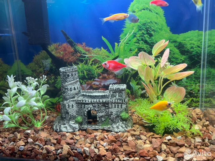 Аквариум 20л со всем содержимым