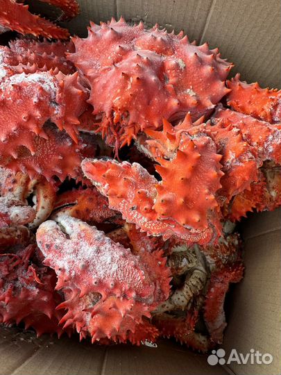 Краб Камчатский / Колючий цельный подарочный