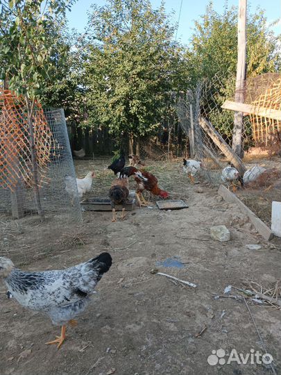 Куры домашние