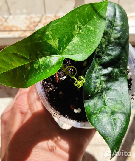 Пассифлора Летучая Мышь