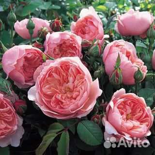 Саженцы роз зкс:девида остина, почвопокровные