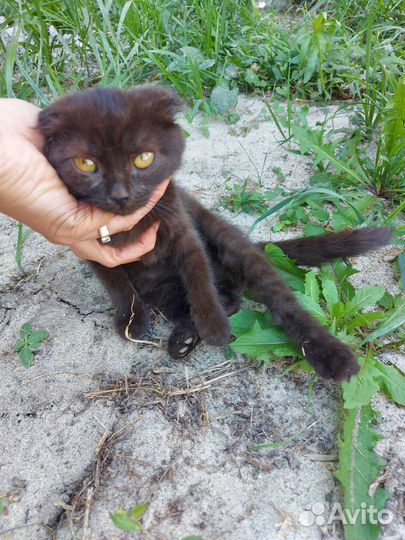 Шотландская