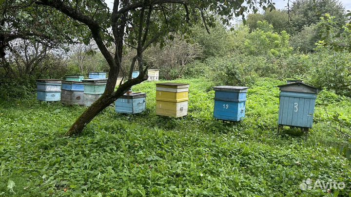 Пчелы пасека