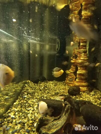 Рыбы цихлиды