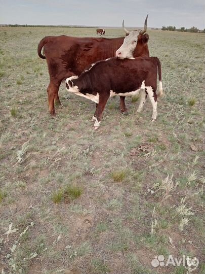 Телки казахско-белоголовые