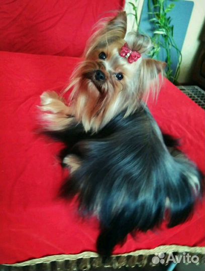 Йоркширский- коротконосый жених.Вязка