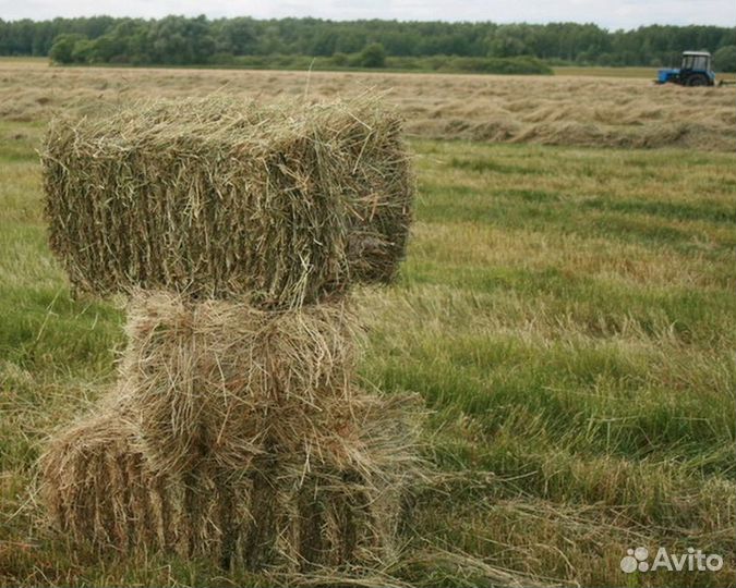 Сено луговое разнотравие