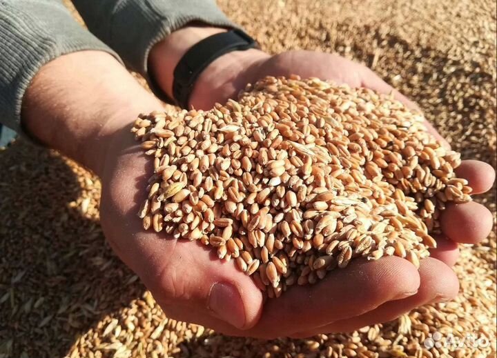 Пшеница озимая, Фуражная кукуруза корма