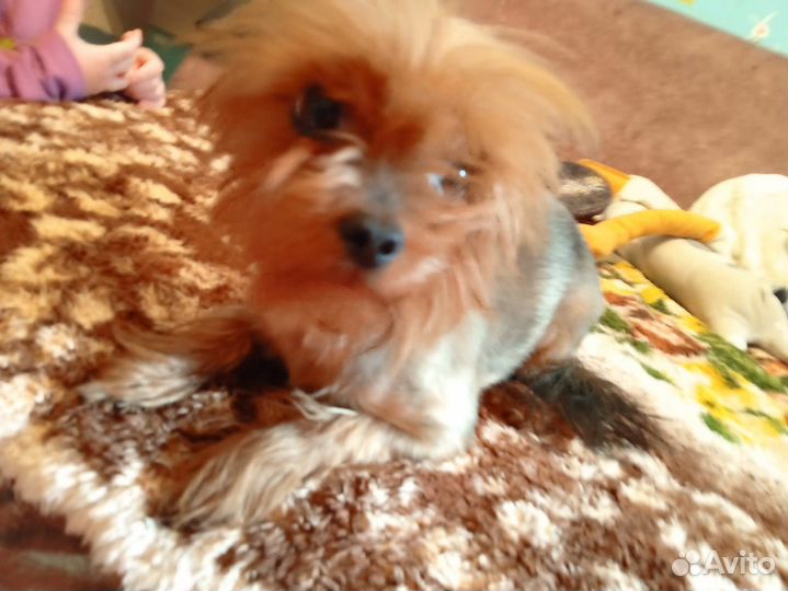 Собака в добрые руки отдам бесплатно