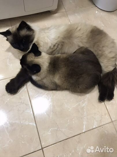 Передержка собак, кошек, грызунов