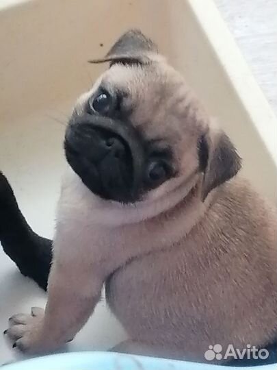 Щенки мопса