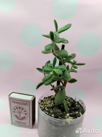 Толстянка, крассула